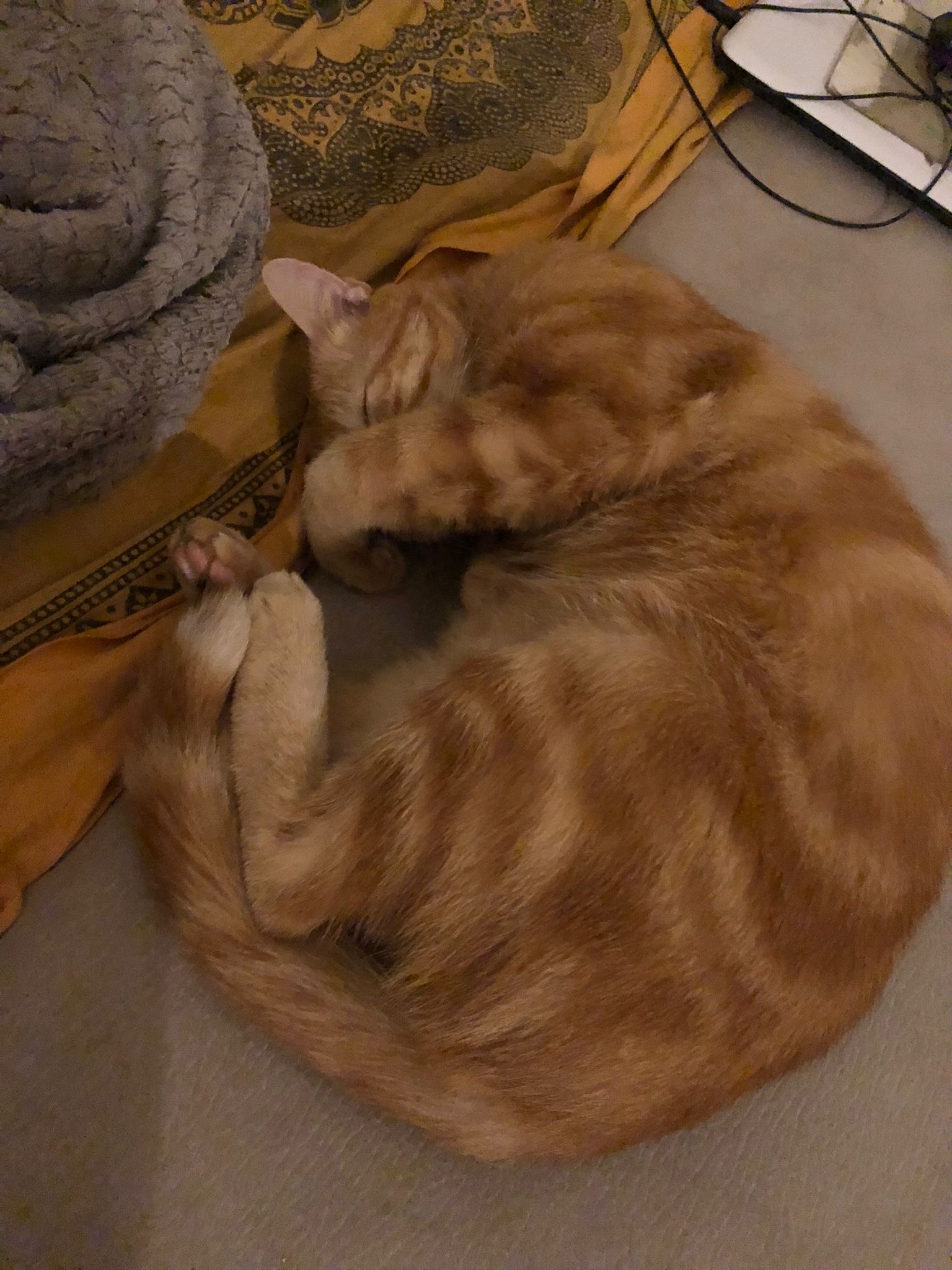 Profil de Zahir, 18 ans, Plan Cul à Qulubbā