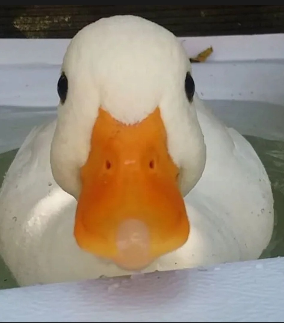 Profil de Alfredo, 21 ans, Plan Cul à Shabshīr al Ḩişşah