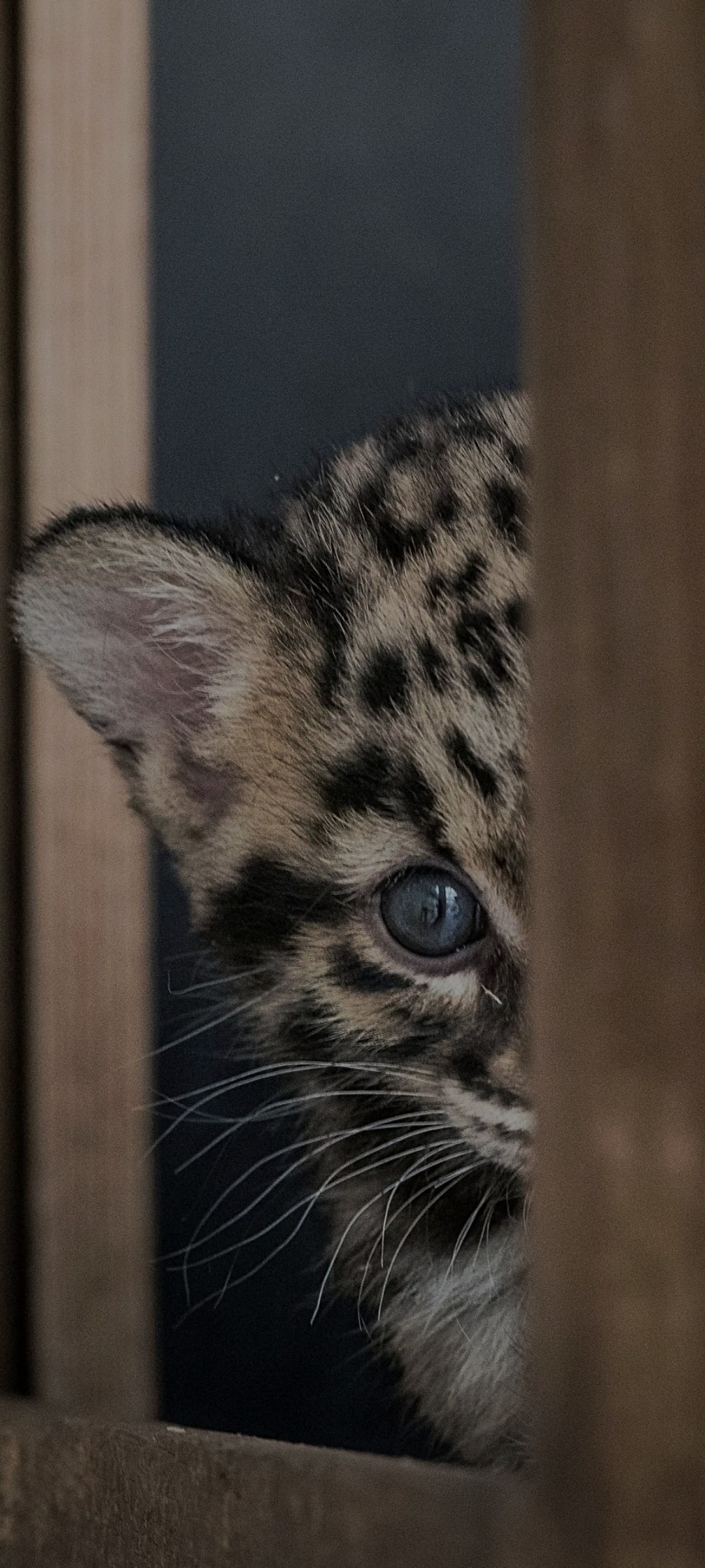 Profil de Avram, 46 ans, Plan Cul à ‘Izbat Māḑī